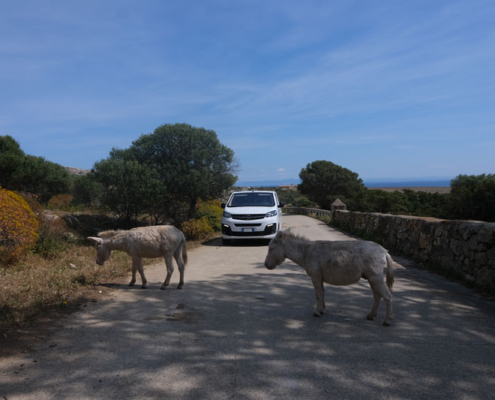 Visit Asinara - Escursione in Minibus e gli asinelli grigi