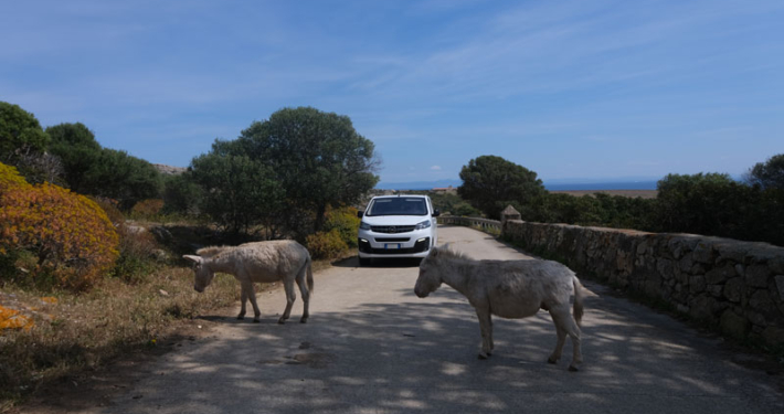 Visit Asinara - Escursione in Minibus e gli asinelli grigi
