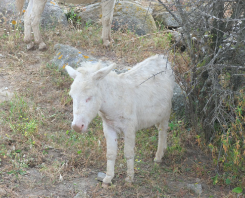 Visit Asinara - Escursione in Minibus e gli asinello bianco
