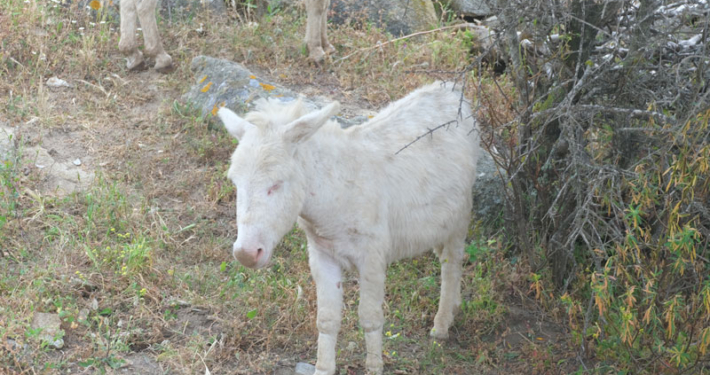Visit Asinara - Escursione in Minibus e gli asinello bianco