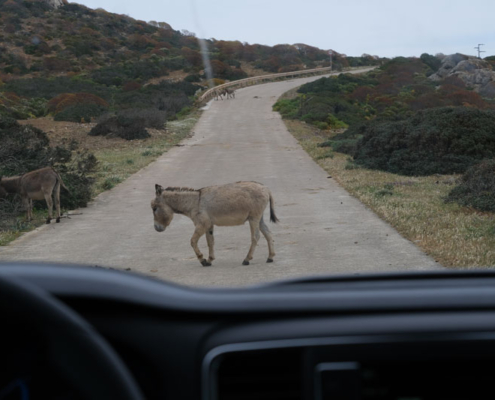 Visit Asinara - Escursione in Minibus e l'asinello grigio