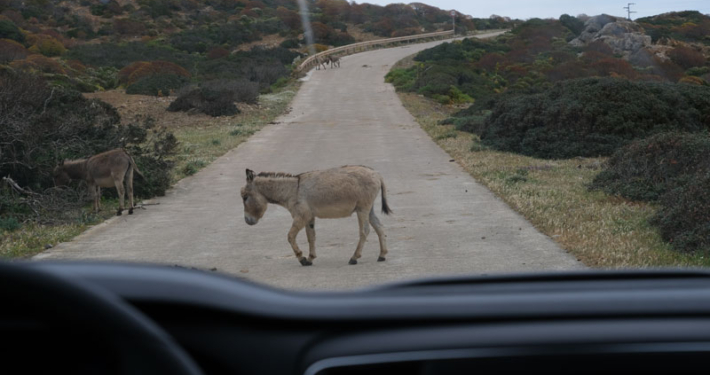 Visit Asinara - Escursione in Minibus e l'asinello grigio